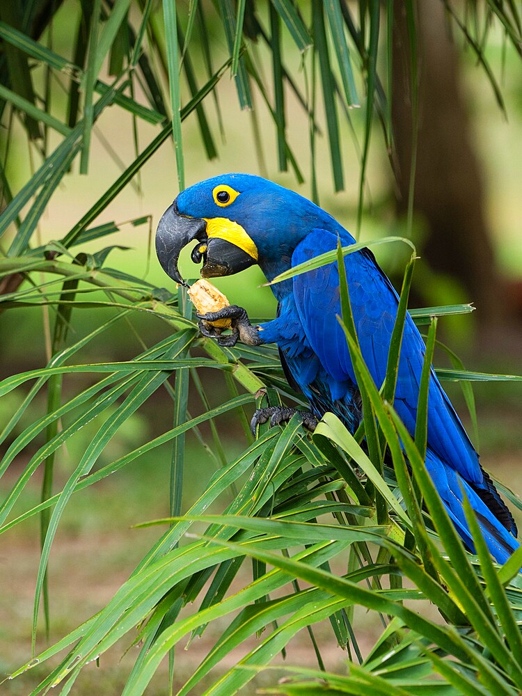 Adult hyacinth macaw (Anodorhynchus hyacinthinus), in a tree on the Rio Pixaim, Mata Grosso, Pantanal, Brazil, South America