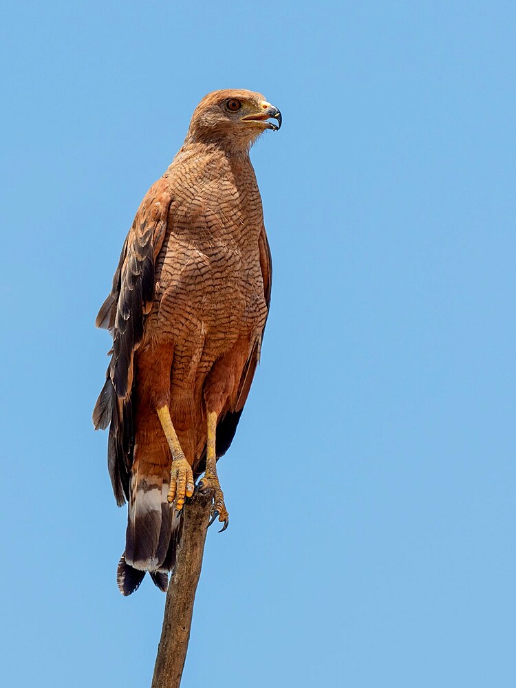 An adult savanna hawk (Buteogallus meridionalis), surveying, Rio Tres Irmao, Mato Grosso, Pantanal, Brazil, South America