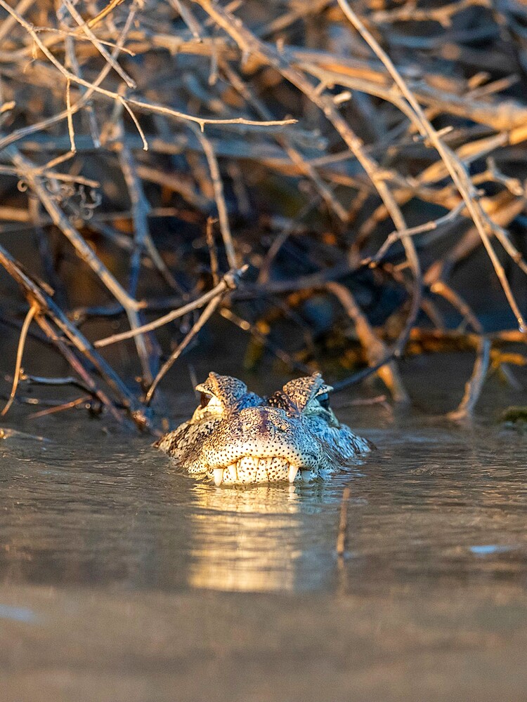 An adult jacare caiman (Caiman yacare), swimming the Rio Tres Irmao, Mato Grosso, Pantanal, Brazil, South America