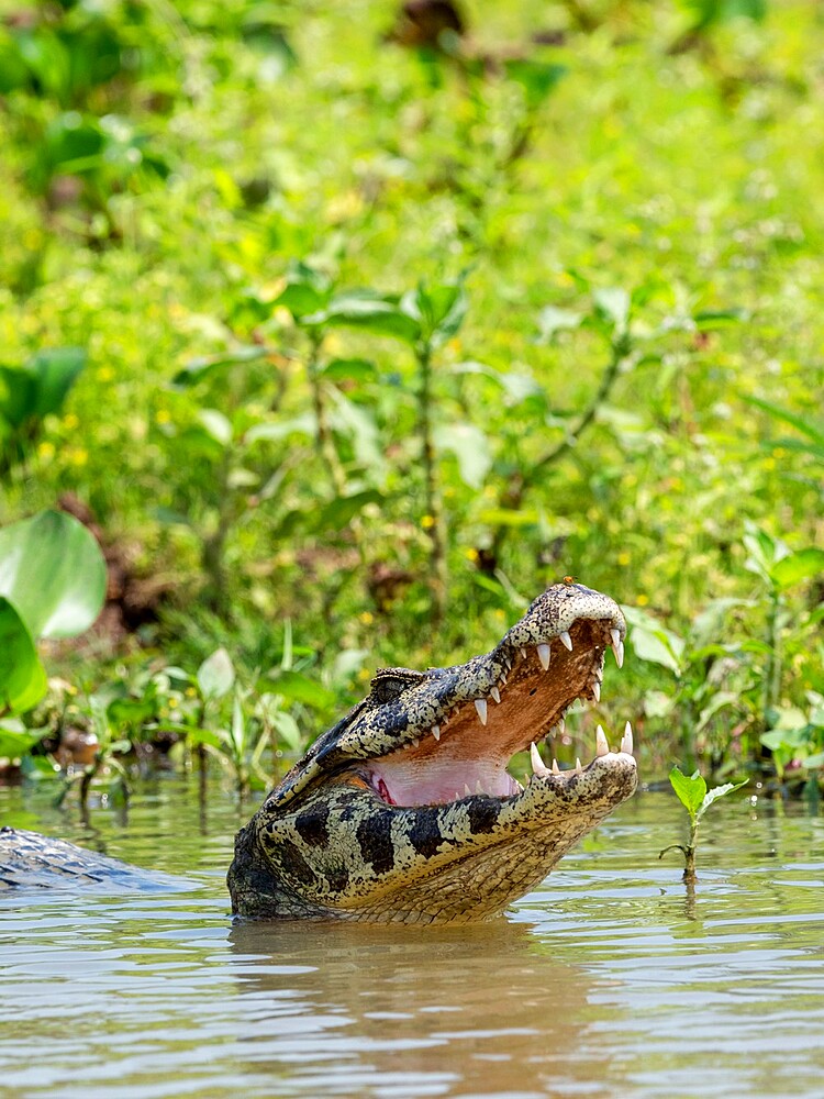 An adult jacare caiman (Caiman yacare), on the river banks of the Rio Negro, Mato Grosso, Pantanal, Brazil, South America