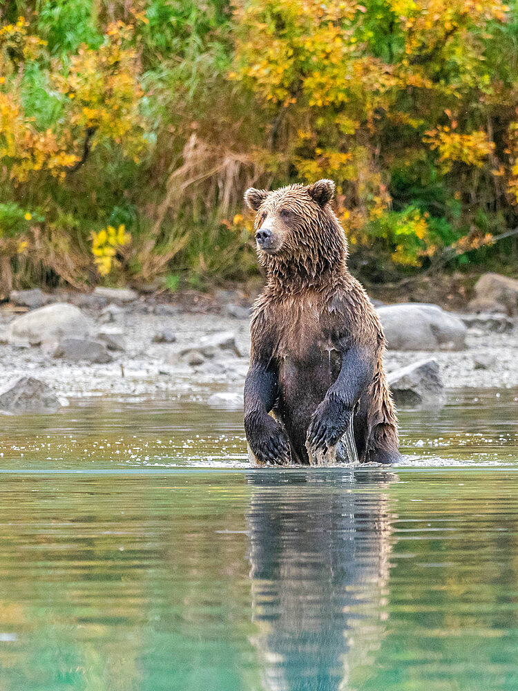 Mother brown bear (Ursus arctos) standing and looking for salmon, Lake Clark National Park and Preserve, Alaska, United States of America, North America