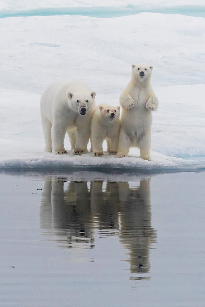 Polar bear (Ursus maritimus), mother and two cubs on an ice floe in the fog in Davis Strait, Nunavut, Canada, North America