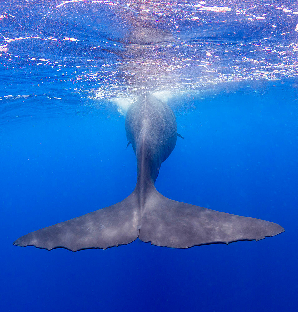 The flukes of an adult female sperm whale (Physeter macrocephalus) swimming underwater, Roseau, Dominica, Windward Islands, West Indies, Caribbean, Central America