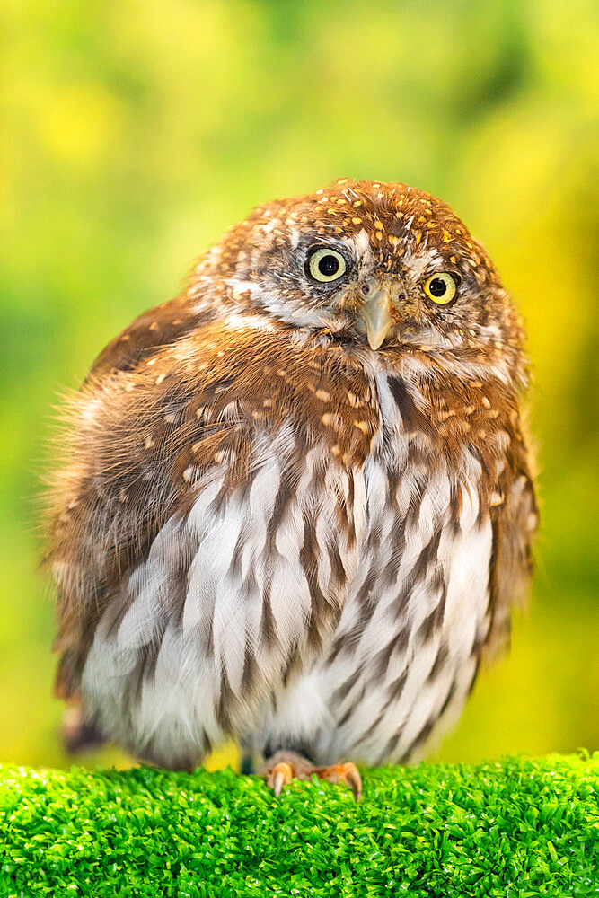 Adult captive northern pygmy owl, Glaucidium californicum, Alaska Raptor Center in Sitka, Southeast Alaska, USA.