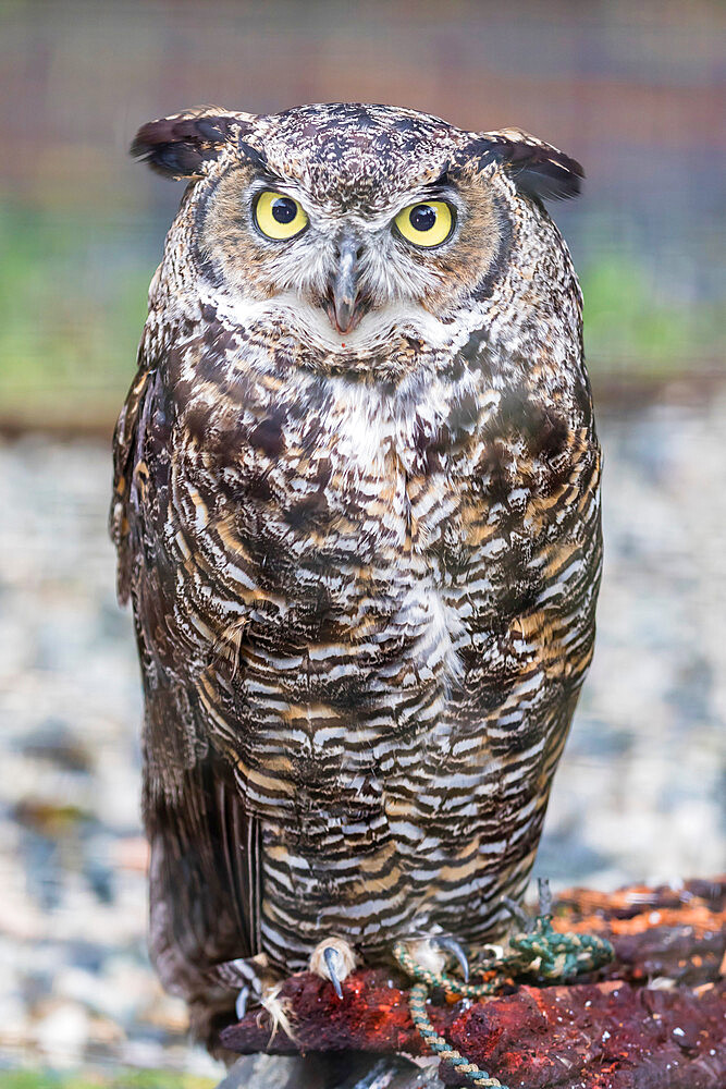 Adult captive great horned owl, Bubo virginianus, Alaska Raptor Center in Sitka, Southeast Alaska, USA.