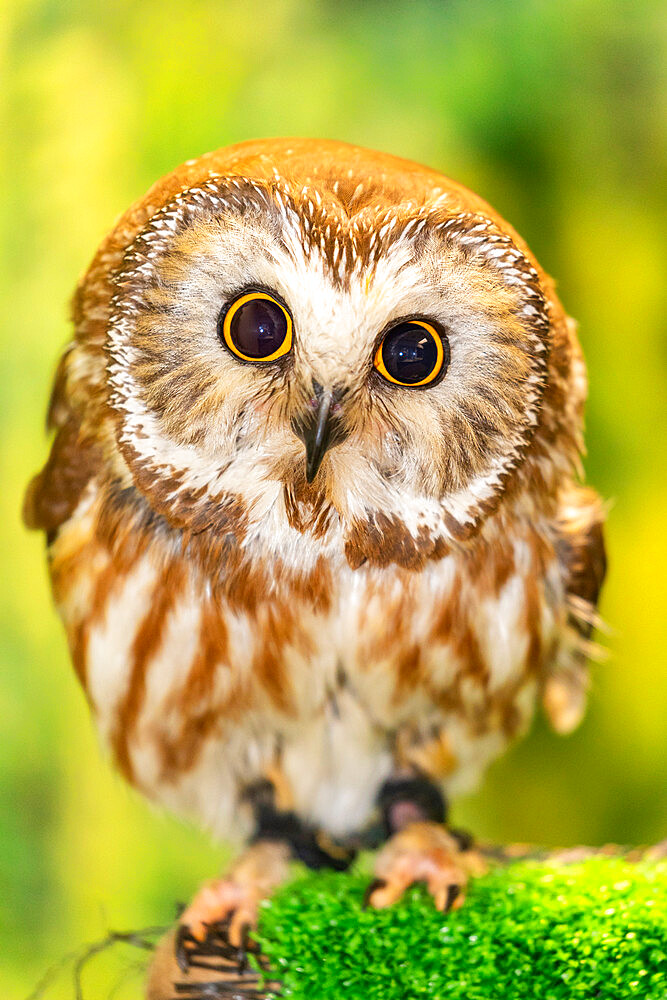 Adult captive northern saw-whet owl, Aegolius acadicus, Alaska Raptor Center in Sitka, Southeast Alaska, USA.