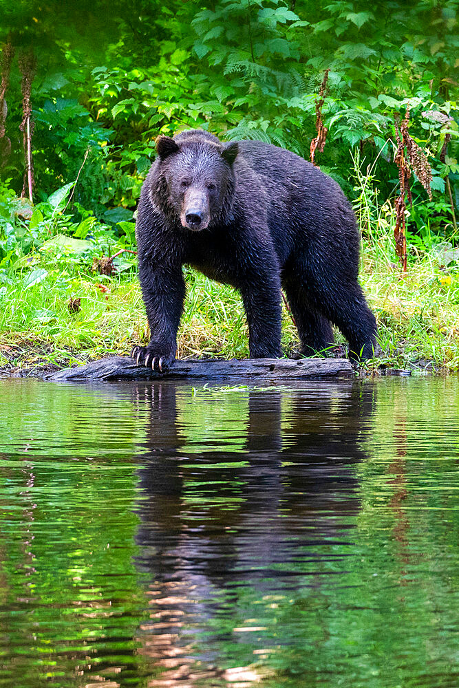 Adult brown bear, Ursus arctos, loooking for pink salmon on the shore of Lake Eva, Baranof Island, Alaska, USA.