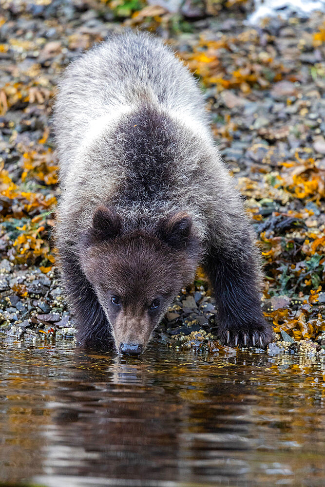 Cub-of-year brown bear, Ursus arctos, along pink salmon stream in Pavlov Harbor on Chichagof Island, Alaska, USA.