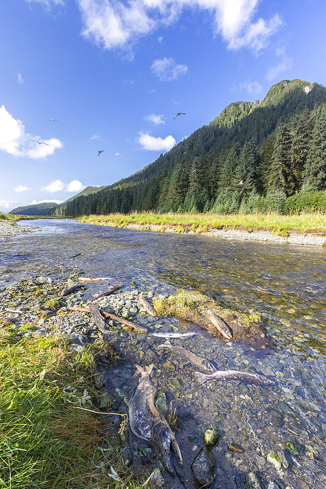 Adult pink salmon, Oncorhynchus gorbuscha, spawning in Port Althorp, Chichagof ,, Southeast Alaska, USA.