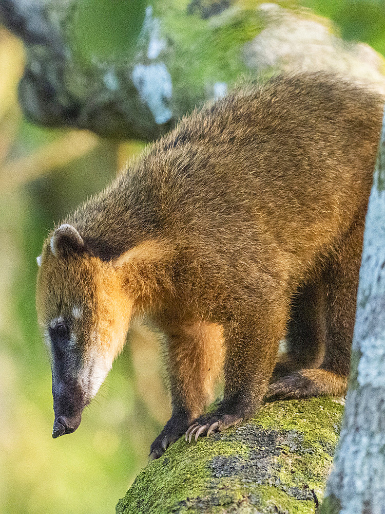 Adult South American coati, Nasua nasua, climbing in a tree at Iguazú Falls, Misiones Province, Argentina.