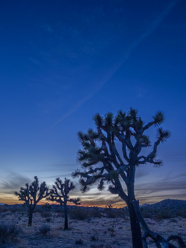 Joshua trees, Yucca brevifolia, at sunset in Joshua Tree National Park, California, USA.