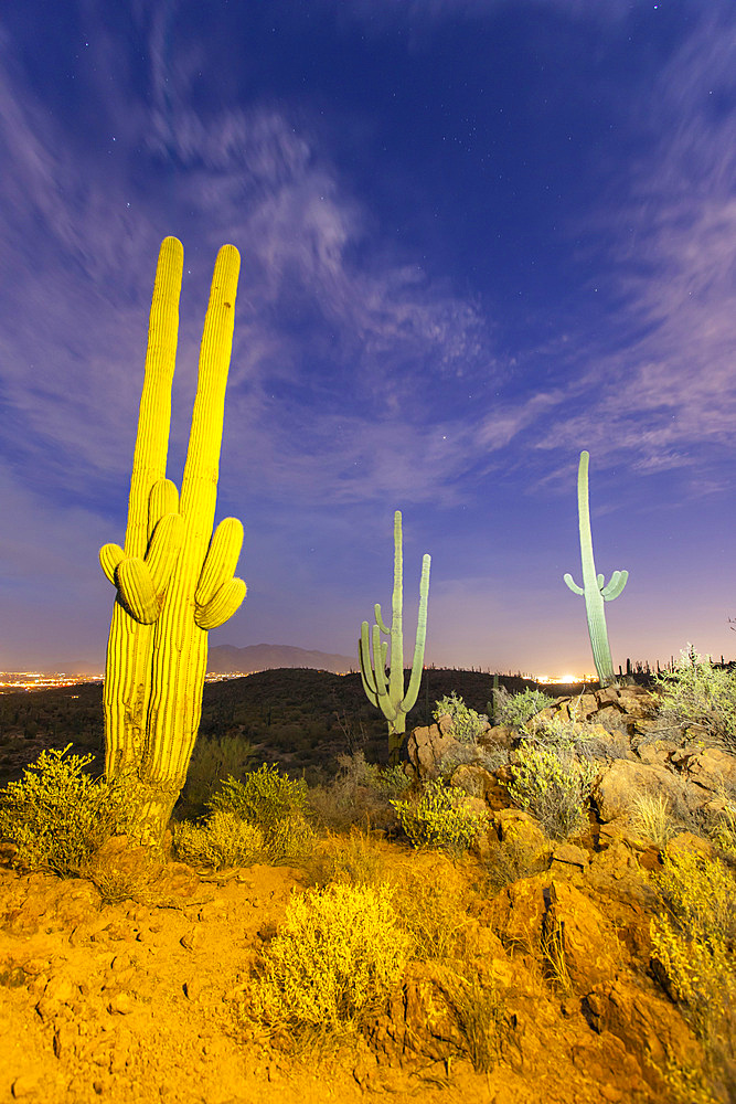 Saguaro cactus (Carnegiea gigantea), photographed at night in the Sweetwater Preserve, Tucson, Arizona, United States of America, North America