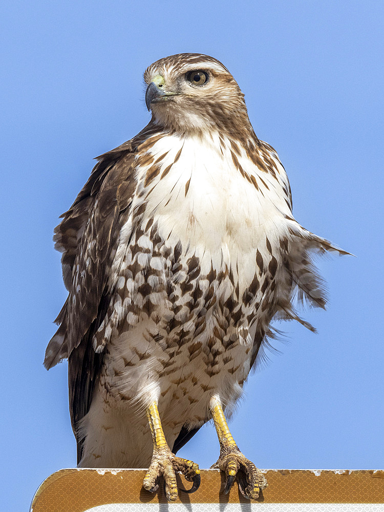 A young red-tailed hawk (Buteo jamaicensis), on a sign near Whitewater Draw, Coronado National Forest, Arizona, United States of America, North America