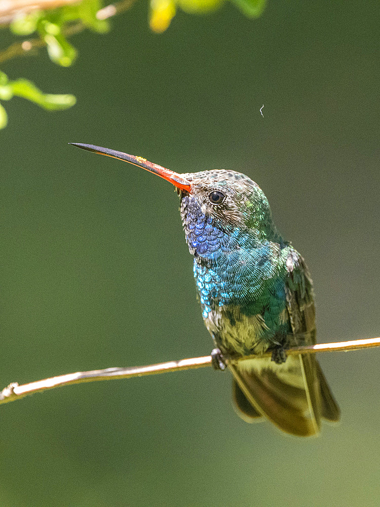 An adult male broad-billed hummingbird (Cynanthus latirostris magicus), Madera Canyon, southern Arizona, Arizona, United States of America, North America