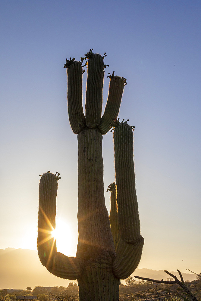 Saguaro cactus (Carnegiea gigantea), photographed at sunrise in the Sweetwater Preserve, Tucson, Arizona, United States of America, North America