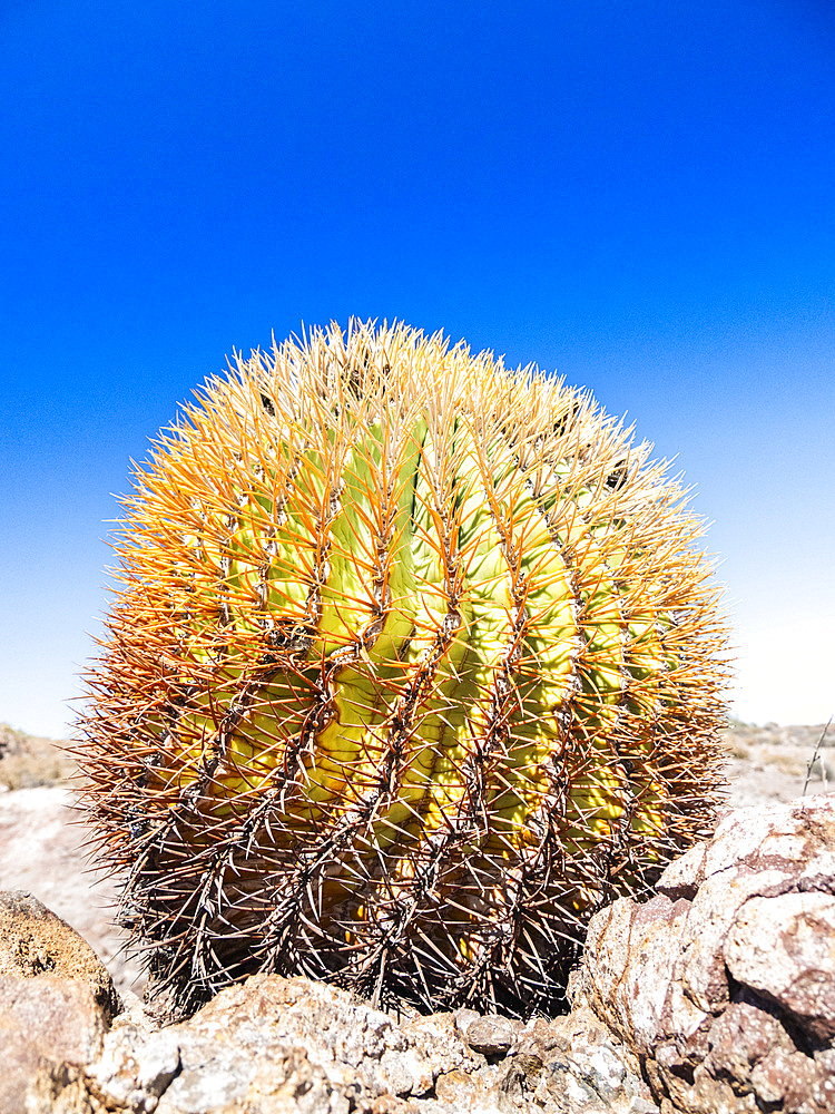 Dwarf barrel cactus (Ferocactus digueti), on Isla del Carmen, Baja California Sur, Mexico, North America