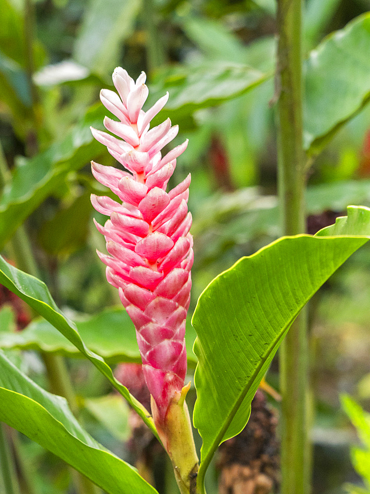 Red ginger (Alpinia purpurata) growing in the rainforest at Playa Blanca, Costa Rica, Central America