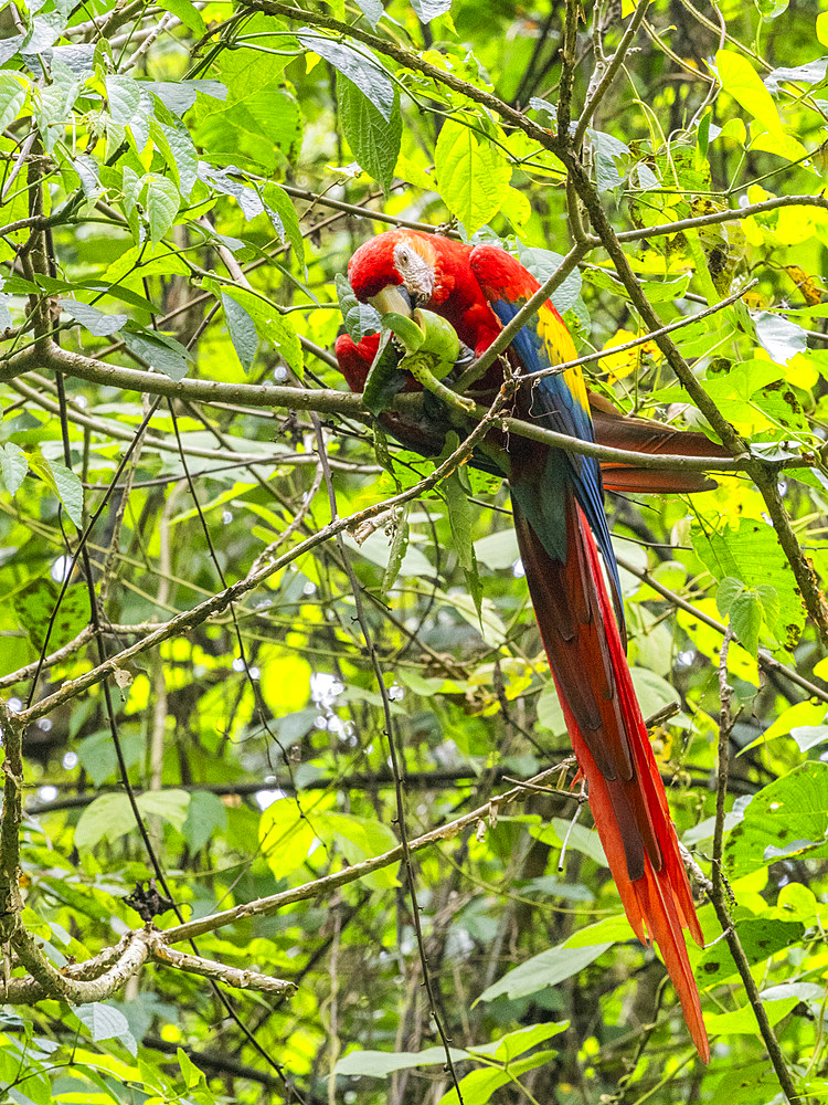 An adult scarlet macaw (Ara macao) feeding on fruit at Playa Blanca, Costa Rica, Central America