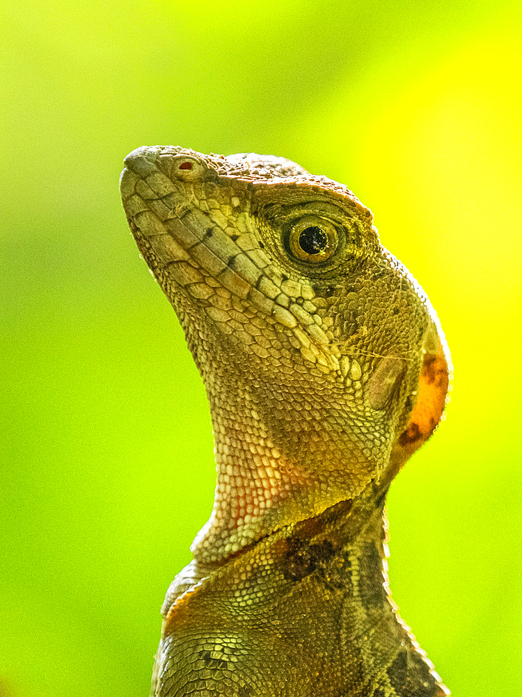 A juvenile male common basilisk (Basiliscus basiliscus) on a tree next to a stream in Caletas, Costa Rica, Central America