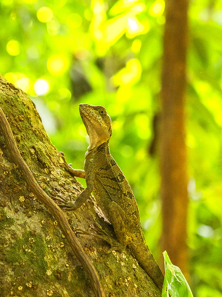 A juvenile male common basilisk (Basiliscus basiliscus) on a tree next to a stream in Caletas, Costa Rica, Central America