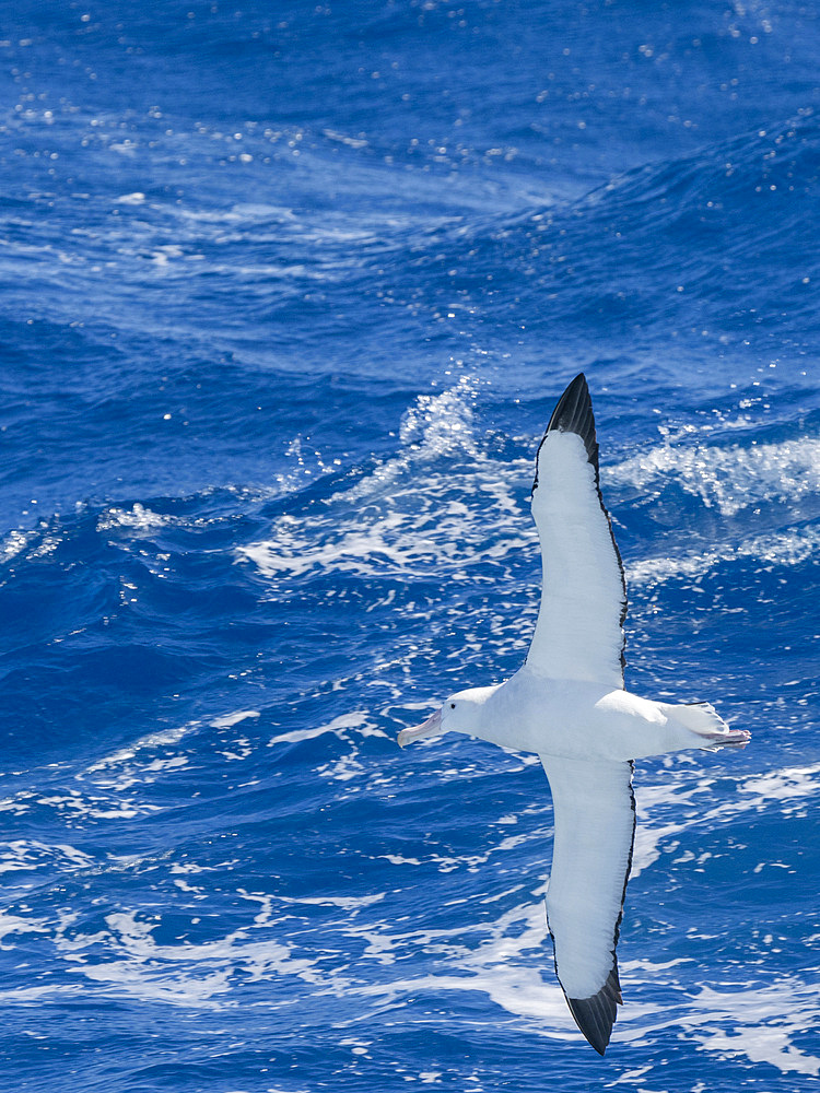 An adult wandering albatross (Diomedea exulans) in flight in the Drake Passage, Argentina, South America