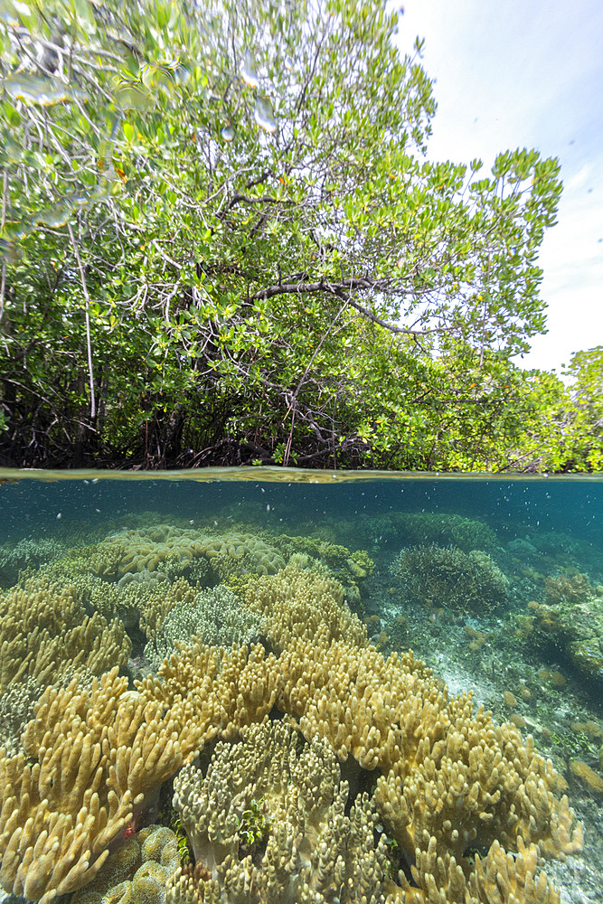 Above/below view of the shallow mangroves off Bangka Island, off the northeastern tip of Sulawesi, Indonesia, Southeast Asia, Asia