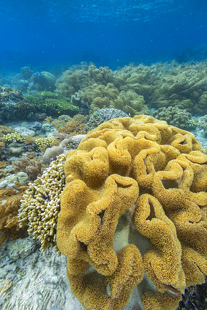 Corals in the crystal clear water in the shallow reefs off Bangka Island, off the northeastern tip of Sulawesi, Indonesia, Southeast Asia, Asia