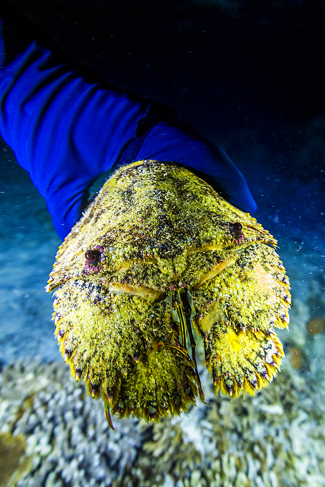 An adult sculptured slipper lobster (Parribacus antarcticus), encountered on a night dive on Arborek Reef, Raja Ampat, Indonesia, Southeast Asia, Asia