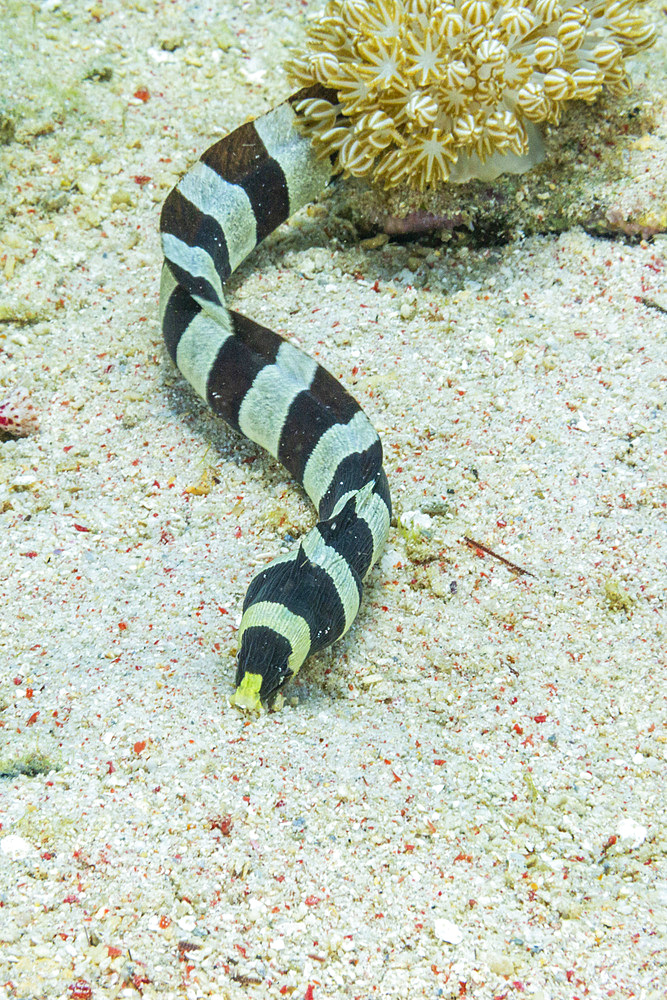 An adult Harlequin snake eel (Myrichthys colobrinus), hunting off Bangka Island, off the northeastern tip of Sulawesi, Indonesia, Southeast Asia, Asia