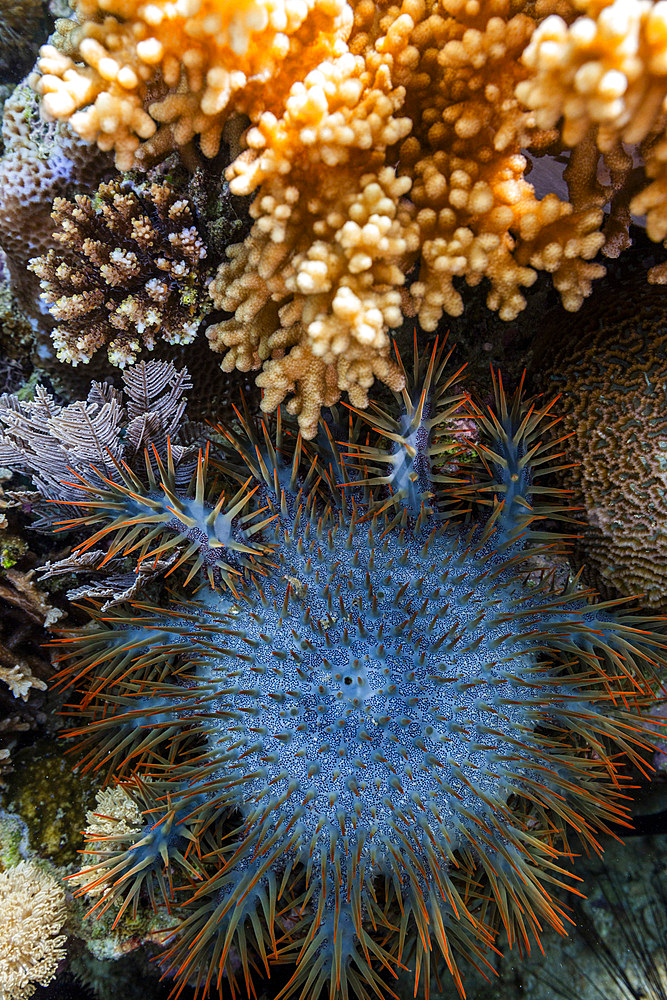 An adult Crown-of-Thorns starfish (Acanthaster planci), in the shallow reefs off Bangka Island, Indonesia, Southeast Asia, Asia