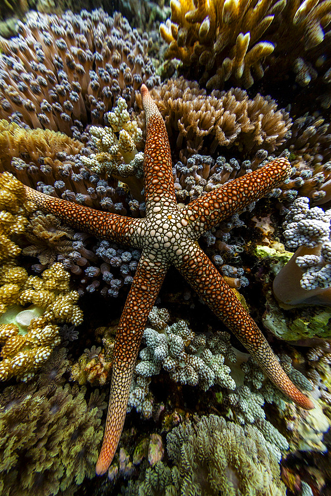 An adult necklace starfish (Fromia monilis), in the shallow reefs off Bangka Island, Indonesia, Southeast Asia, Asia