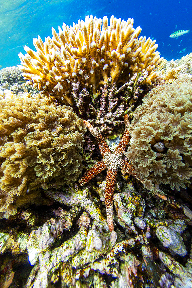 An adult necklace starfish (Fromia monilis), in the shallow reefs off Bangka Island, Indonesia, Southeast Asia, Asia