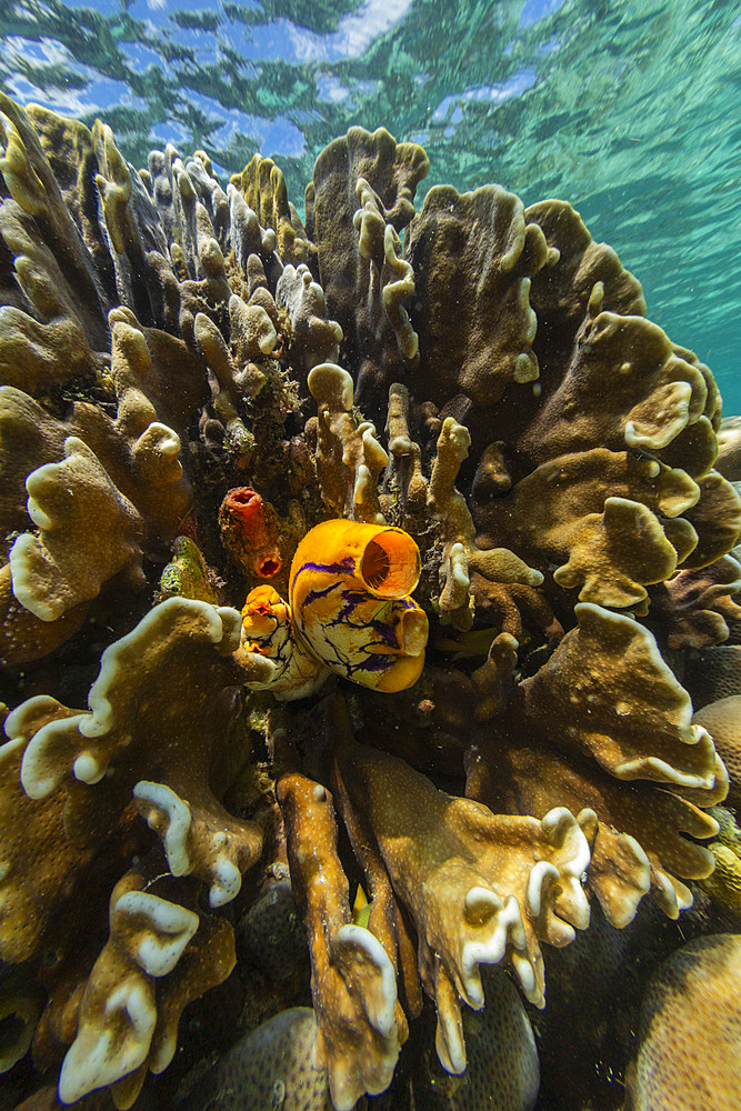 A golden sea squirt (Polycarpa aurata), on the reef off Bangka Island, off the northeastern tip of Sulawesi, Indonesia, Southeast Asia, Asia