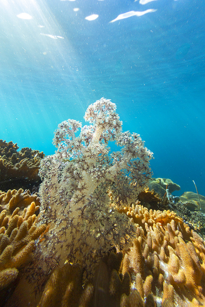 Close up of coral polyps, the house reef at Freewin Wall, Raja Ampat, Indonesia, Southeast Asia, Asia