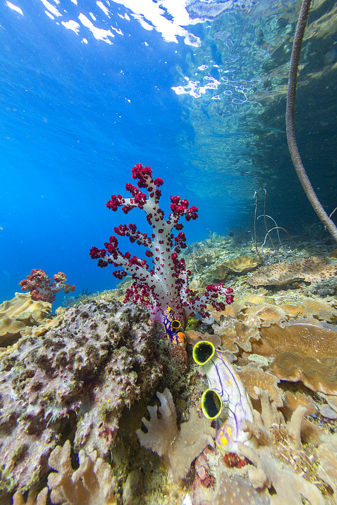 Soft coral from the Genus Scleronephthya in the shallow waters off Waigeo Island, Raja Ampat, Indonesia, Southeast Asia, Asia