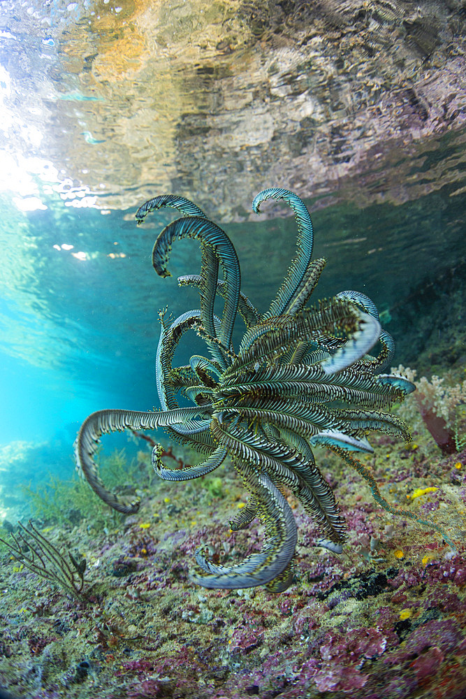 Beautiful feather star (Cenometra bella), in the shallow reefs off Waigeo Island, Raja Ampat, Indonesia, Southeast Asia, Asia