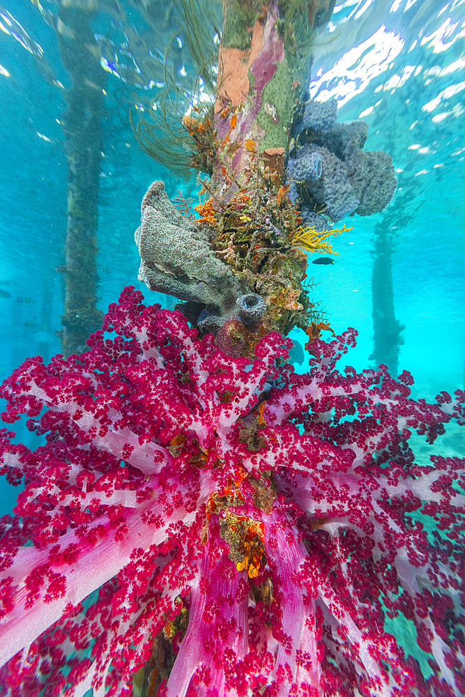 Soft coral from the Genus Scleronephthya in the shallow waters off Arborek Reef, Raja Ampat, Indonesia, Southeast Asia, Asia