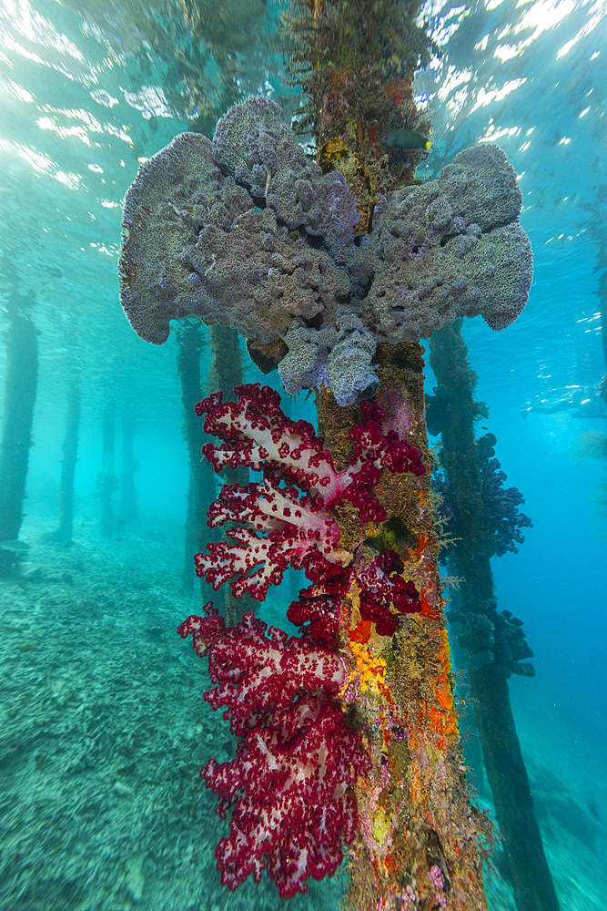 Soft coral from the Genus Scleronephthya in the shallow waters off Arborek Reef, Raja Ampat, Indonesia, Southeast Asia, Asia