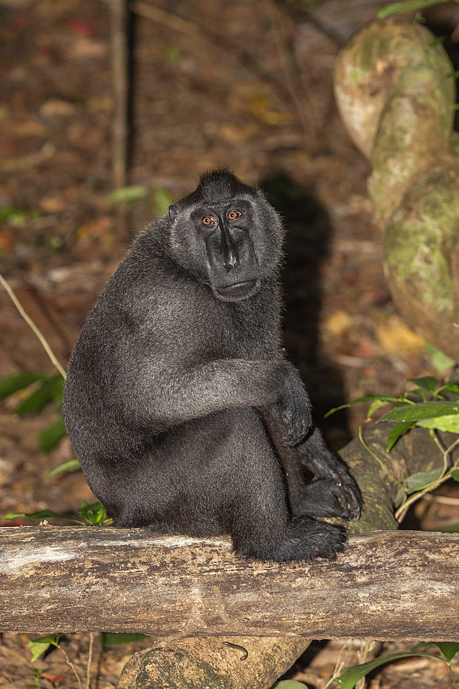 An adult male Celebes crested macaque (Macaca nigra), foraging in Tangkoko Batuangus Nature Reserve, Sulawesi, Indonesia, Southeast Asia, Asia