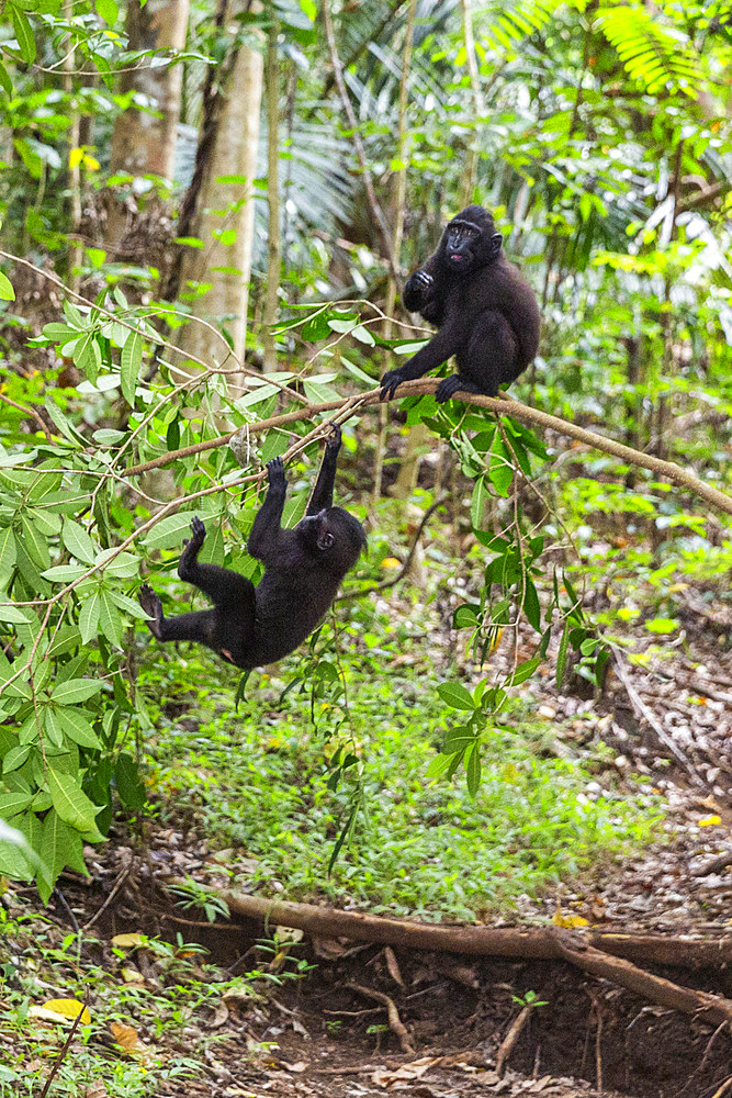 Young Celebes crested macaque (Macaca nigra), at play in Tangkoko Batuangus Nature Reserve, Sulwesi, Indonesia, Southeast Asia, Asia