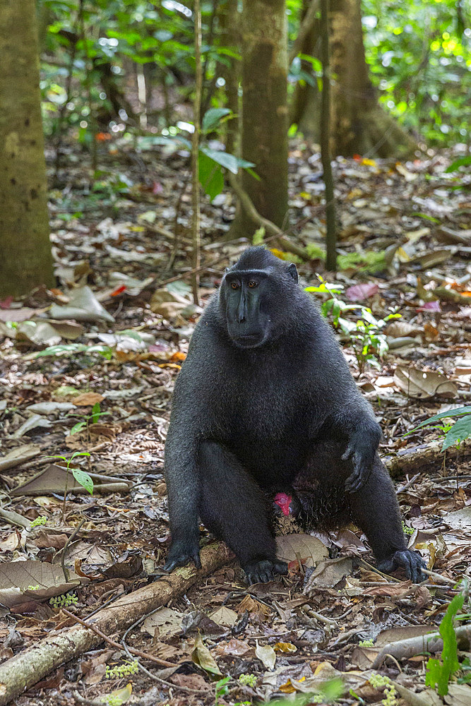 An adult male Celebes crested macaque (Macaca nigra), foraging in Tangkoko Batuangus Nature Reserve, Sulawesi, Indonesia, Southeast Asia, Asia