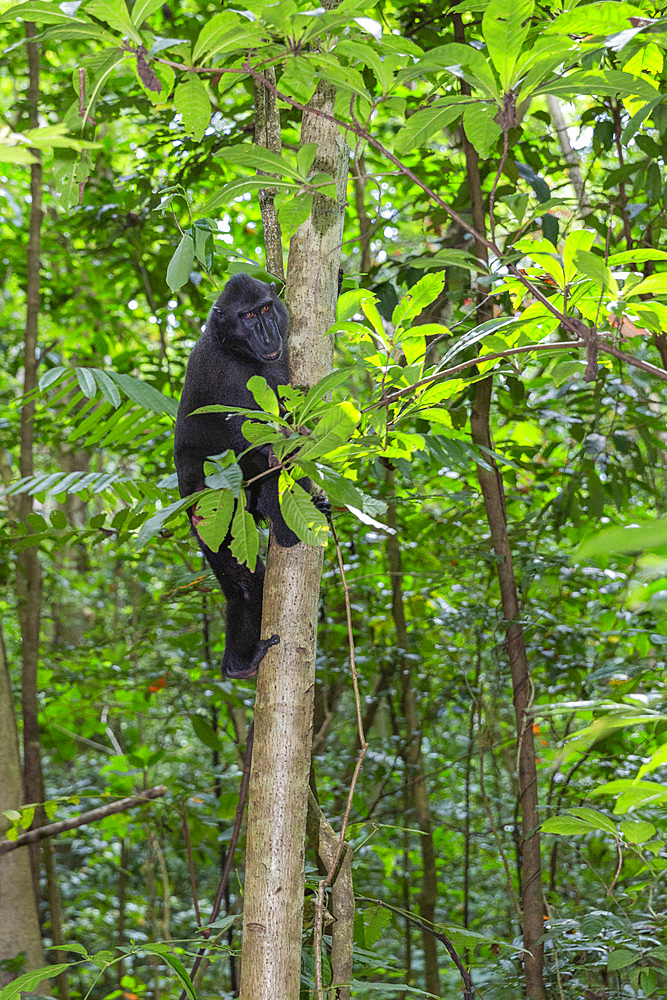 Adult male Celebes crested macaque (Macaca nigra), foraging in Tangkoko Batuangus Nature Reserve, Sulawesi, Indonesia, Southeast Asia, Asia