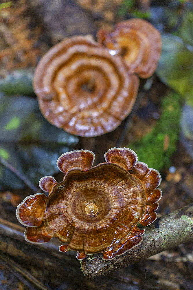 Yellow stemmed micropore (Microporus xanthopus), growing on Waigeo Island, Raja Ampat, Indonesia, Southeast Asia, Asia