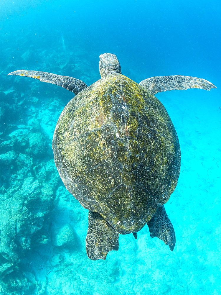 Adult green sea turtle (Chelonia mydas), surfing for air near Fernandina Island, Galapagos Islands, UNESCO World Heritage Site, Ecuador, South America