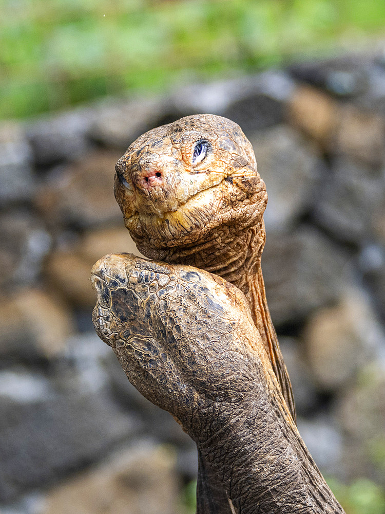 Captive Galapagos giant tortoises (Chelonoidis spp), Charles Darwin Research Station, Santa Cruz Island, Galapagos Islands, UNESCO World Heritage Site, Ecuador, South America