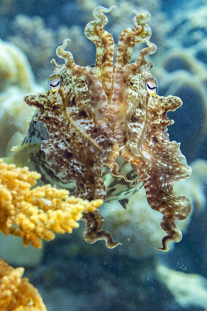 An adult broadclub cuttlefish (Sepia latimanus), off the reef on Bangka Island, near Manado, Indonesia, Southeast Asia