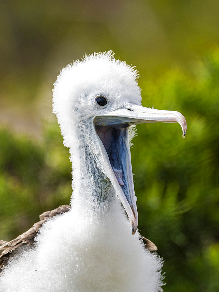 Great frigatebird (Fregata minor) chick on the nest on North Seymour Island, Galapagos Islands, UNESCO World Heritage Site, Ecuador, South America