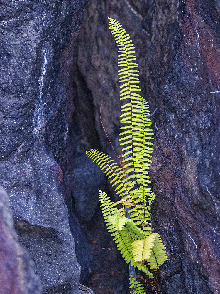 New life in the pahoehoe lava on the youngest island in the Galapagos, Fernandina Island, Galapagos Islands, UNESCO World Heritage Site, Ecuador, South America