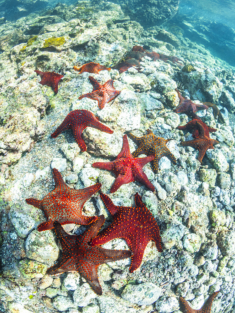 Panamic cushion star (Pentaceratser cumingi), in a scrum on Fernandina Island, Galapagos Islands, UNESCO World Heritage Site, Ecuador, South America