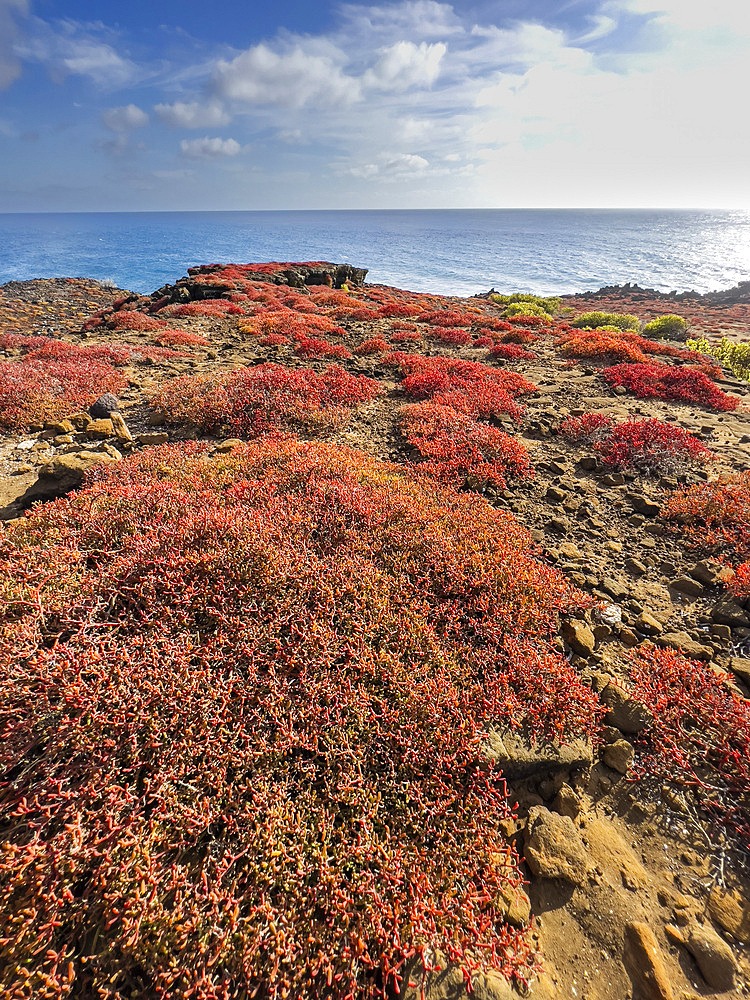 Galapagos carpet (Sesuvium edmonstonei), Punta Pitt, San Cristobal Island, Galapagos, UNESCO World Heritage Site, Ecuador, South America